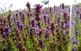 Image result for Ysop