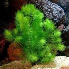 Attēlu rezultāti vaicājumam “Ceratophyllaceae”