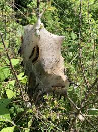Attēlu rezultāti vaicājumam “Eriogaster lanestris larva”
