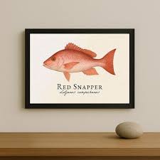 Image result for Lutjanus campechanus