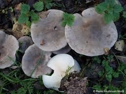 Attēlu rezultāti vaicājumam “Clitocybe nebularis”