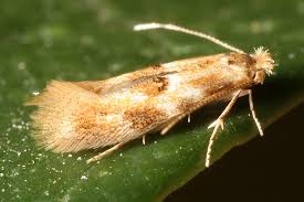 Attēlu rezultāti vaicājumam “Bucculatrix rhamniella”