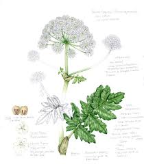 Attēlu rezultāti vaicājumam “Heracleum”