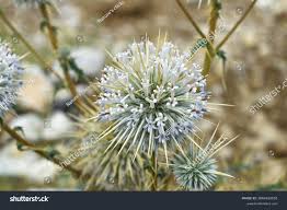 Attēlu rezultāti vaicājumam “Echinops sphaerocephalus”