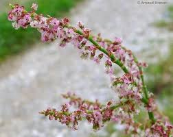 Attēlu rezultāti vaicājumam “Rumex acetosa flower”