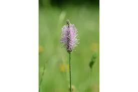 Attēlu rezultāti vaicājumam “Plantago media flower”