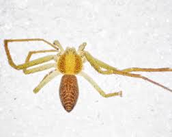 Attēlu rezultāti vaicājumam “Philodromidae”