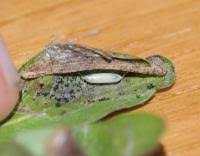 Attēlu rezultāti vaicājumam “Parornix anglicella”