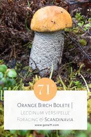 Attēlu rezultāti vaicājumam “Leccinum versipelle”