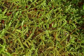 Attēlu rezultāti vaicājumam “Sanionia uncinata”