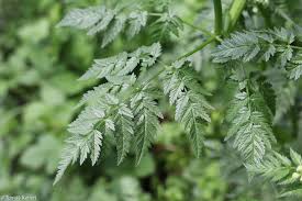 Attēlu rezultāti vaicājumam “Anthriscus sylvestris leaf”