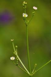 Attēlu rezultāti vaicājumam “Alisma lanceolatum”