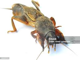 Attēlu rezultāti vaicājumam “Gryllotalpa gryllotalpa”