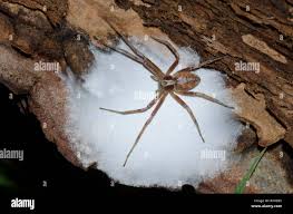 Attēlu rezultāti vaicājumam “Philodromus sp.”