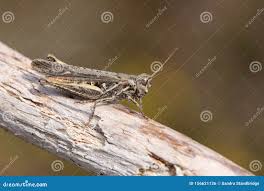 Attēlu rezultāti vaicājumam “Myrmeleotettix maculatus”