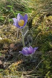 Attēlu rezultāti vaicājumam “Pulsatilla patens fruit”