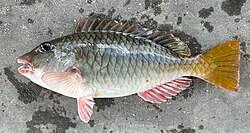 Image result for Sparisoma amplum