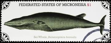Image result for Balaenoptera borealis