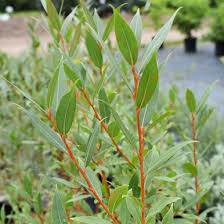 Attēlu rezultāti vaicājumam “Salix x doniana”