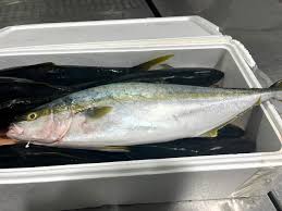 Image result for Petrus rupestris