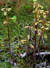 Attēlu rezultāti vaicājumam “Corallorhiza trifida”