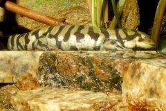 Attēlu rezultāti vaicājumam “Diderma tigrinum stalked”