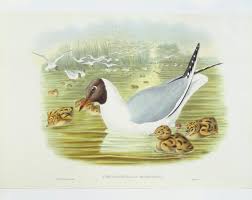 Attēlu rezultāti vaicājumam “Larus ridibundus”