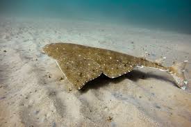 Image result for Squatina squatina