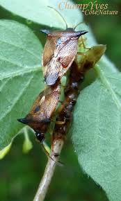 Attēlu rezultāti vaicājumam “Elasmucha ferrugata”