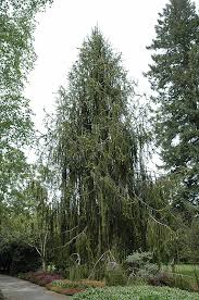 Attēlu rezultāti vaicājumam “Picea abies fo. virgata”