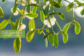 Attēlu rezultāti vaicājumam “Viscum album”