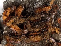 Attēlu rezultāti vaicājumam “Willkommlangea reticulata”