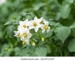Attēlu rezultāti vaicājumam “Solanum tuberosum flower”