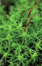 Attēlu rezultāti vaicājumam “Didymodon fallax var. brevifolius”