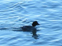 Attēlu rezultāti vaicājumam “Bucephala clangula juvenile”
