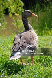 Image result for Groombridge Cricket Club