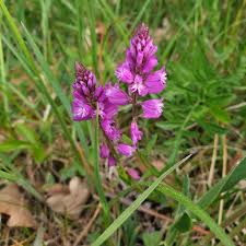 Attēlu rezultāti vaicājumam “Polygala comosa flower”