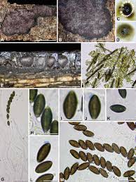 Attēlu rezultāti vaicājumam “Hypoxylon vogesiacum”