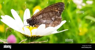 Attēlu rezultāti vaicājumam “Oeneis jutta”