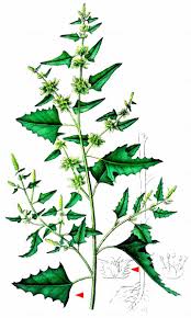 Attēlu rezultāti vaicājumam “Atriplex calotheca leaf”