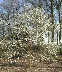 Attēlu rezultāti vaicājumam “Magnolia x loebneri”