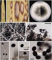 Attēlu rezultāti vaicājumam “Comatricha elegans var. microspora spores”