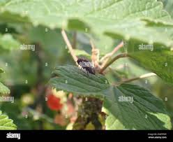 Attēlu rezultāti vaicājumam “Eriocampa ovata”