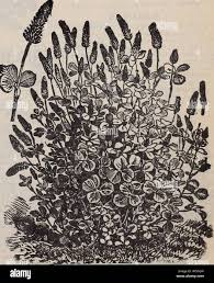 Attēlu rezultāti vaicājumam “Cynosurus cristatus fruit”