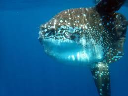 Image result for Mola alexandrini