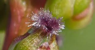 Attēlu rezultāti vaicājumam “Triglochin maritimum flower”