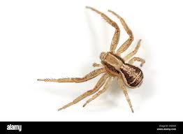 Attēlu rezultāti vaicājumam “Xysticus ulmi”