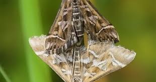 Attēlu rezultāti vaicājumam “Diasemia reticularis”