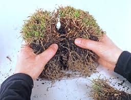 Attēlu rezultāti vaicājumam “Carex montana”