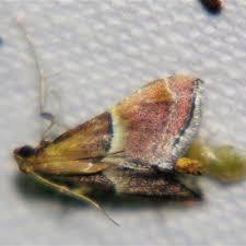 Attēlu rezultāti vaicājumam “Pyralididae”